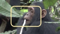 Do chimps perform first aid? These scientists say they know