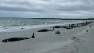 Whole pod of 77 whales die in mass stranding on Scottish beach