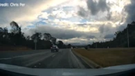 Footage of feral deer sprinting across highway exposes national 'crisis'