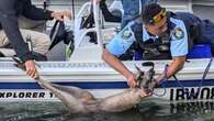 Police officer leads rescue of kangaroo after it hopped off jetty into river