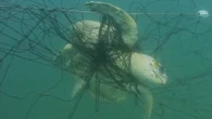 Almost 90 per cent of animals caught in NSW shark nets were non-target species