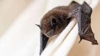 Scientists have identified a new coronavirus in bats