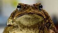 Cane toads 'on track' to reach WA's Pilbara region within 10 to 20 years