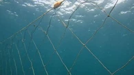 Shark nets go up in NSW - but some will vanish soon
