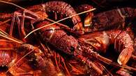 Treasurer gives strong hint Chinese lobster ban may be lifted