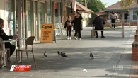 Sydney council's solution to pigeon problem ruffles feathers