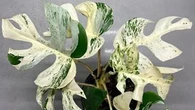 New Zealand houseplant sells for $25k in online bidding war