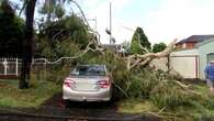 Retiree calls on council to pay after tree wrecks car - twice