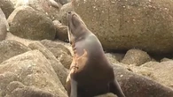 Beach walker sickened by mystery man's act with seal carcass