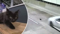 Leo the kitten's miraculous escape from busy Sydney tunnel