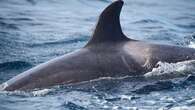 'Incredibly rare' pod of killer whales seen off Sydney beach