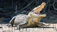 Boy in hospital after reported Queensland crocodile attack