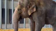 South Australia's new elephants come face to face for the first time