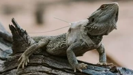 Researchers put tiny backpacks on lizards and made a bleak discovery