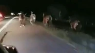 Horses stampede down US highway