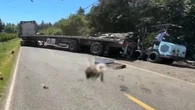 Millions of bees abuzz after truck overturns