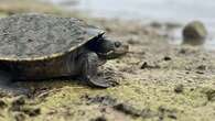 'Forever chemicals' risk wiping out entire populations of Aussie turtles