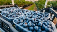 Jump in Aussies eating berries triggers call for pesticide restriction