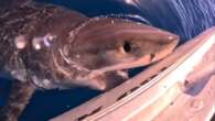 Moment great white shark comes up to bite boat off the Sunshine Coast