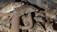 Charity announces $1 million fund for farmers affected by the mouse plague
