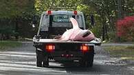 Tow truck hauls away massive shark that washed ashore US beach