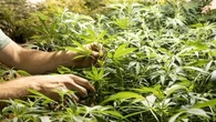 Company fined $118k for alleged illegal medicinal cannabis advertising