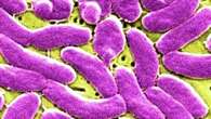 Viral gastroenteritis cases jump in New South Wales