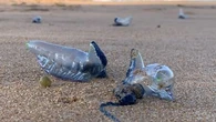 Shock revelation about stinging menace that blankets beaches every summer