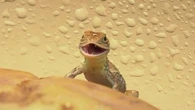 Once-'extinct' reptile forces developers to reconsider housing plans
