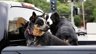 Where your dog sits in the car could cost you thousands in fines