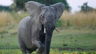 Elephant kills two female tourists from the UK and New Zealand