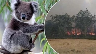 'Must never happen again': Call for inquiry after hundreds of koalas shot dead