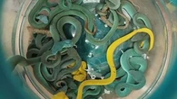 Venomous snakes found hidden in bag of traveller at airport
