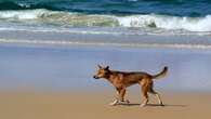 Boy playing in the water bitten by a dingo on K'gari