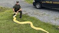 Four-metre, 36kg python seized from small tank in New York home