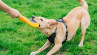 Vets issue urgent warning to dog owners over deadly virus