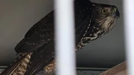 Man fined $1600 for catching hawk he said attacked his chooks