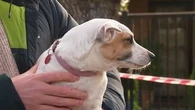 Pet dog hailed a hero after couple's home goes up in flames
