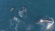 Orca pod seen hunting sharks with special 'paralysis' move