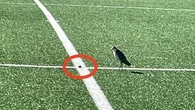 Council forced to step in after protected bird lays egg on halfway line of football field