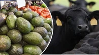 Avocados, fish, milk and beef under threat in catastrophic climate warning