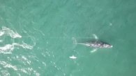 Movements of tangled humpback whale off east coast are 'not typical'