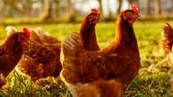 'Not unexpected': Fourth Victorian poultry farm detects bird flu