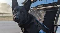 Police dog bails up alleged CCTV camera thief after chase