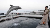 US Defence Secretary 'won't confirm or deny' use of 'kamikaze dolphins'