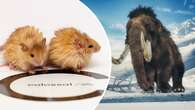 These 'woolly mice' could signal extinction is 'a thing of the past'