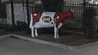 Rustlers steal $3500 fibreglass cow in Melbourne