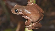 Australian scientists discover new 'chocolate frog' in swamp