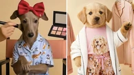 Whatever you think about Peter Alexander's 'creepy' AI dogs, you're about to see a lot more ads like it