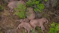 China elephant herd take adorable nap after 500km trek